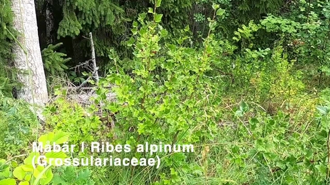Thumbnail for Måbär | Ribes alpinum