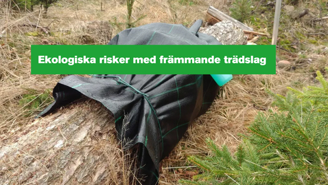 Thumbnail for Ekologiska risker med främmande trädslag