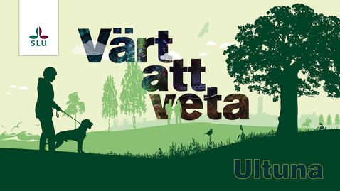 Thumbnail for Värt att veta: Myror – vanliga, farliga och nyttiga