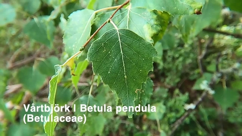 Thumbnail for Vårtbjörk | Betula pendula