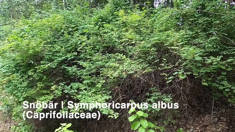 Thumbnail for Snöbär | Symphoricarpus albus