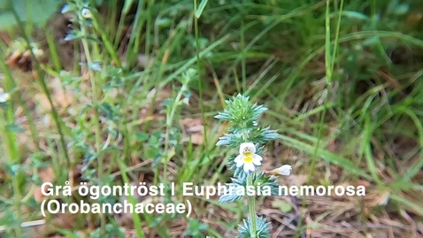 Thumbnail for Grå ögontröst | Euphrasia nemorosa