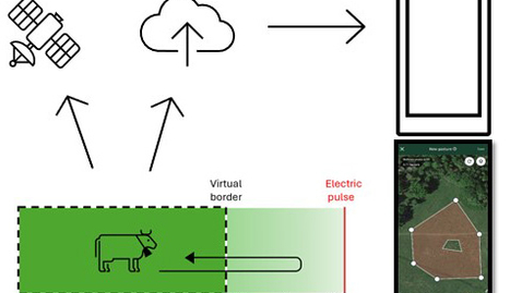 Thumbnail for Lotten Wahlunds licentiatavhandling om virtuella stängsel i naturbetesmarker