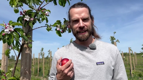 Thumbnail for Äpplets släktträd