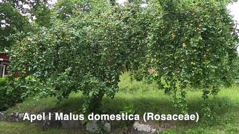 Thumbnail for Apel | Malus domestica