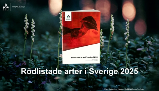 Webinar: Rödlistade arter i Sverige 2025