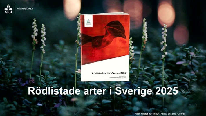 Webinar: Rödlistade arter i Sverige 2025