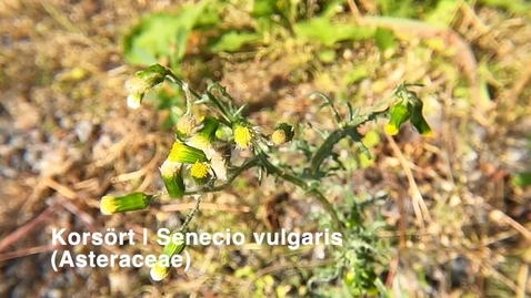 Thumbnail for Korsört | Senecio vulgaris