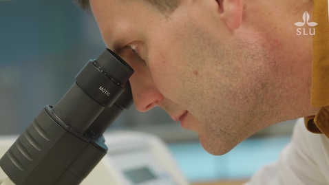 Thumbnail for Johan Lundqvist – professor i toxikologi med inriktning livsmedel inklusive dricksvatten / professor of toxicology