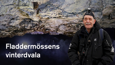 Thumbnail for Fladdermöss i skärgårdens övergivna fort