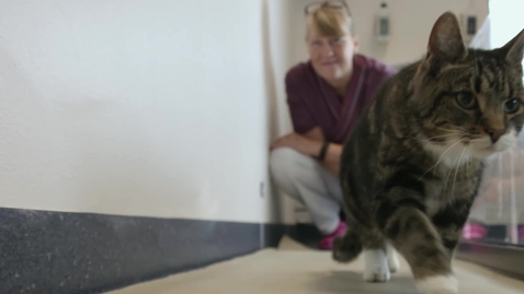 Thumbnail for Anna Bergh - professor i rehabilitering inom djuromvårdnad / Anna Bergh - professor of veterinary nursing
