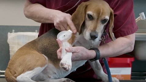 Thumbnail for Anna Bergh - professor i rehabilitering inom djuromvårdnad / Anna Bergh - professor of veterinary nursing