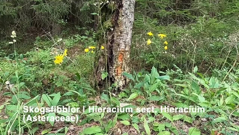 Thumbnail for Skogsfibblor | Hieracium sect. Hieracium