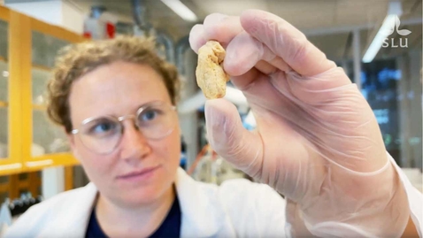 Thumbnail for Jaqueline Auer – PhD student in structure and digestability of plant-based proteins at SLU