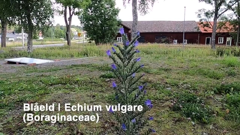 Thumbnail for Blåeld | Echium vulgare