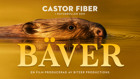 Thumbnail for Bävern - ingenjör och vandal