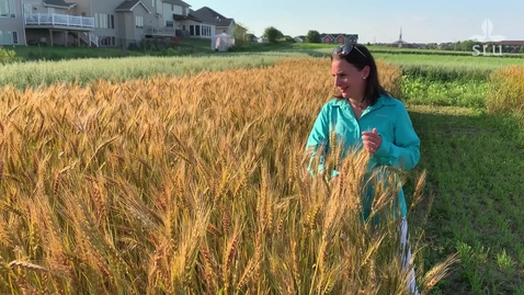 Thumbnail for Lucia Gutierrez – professor i växtförädling och kulturväxters diversitet / professor of crop breeding and crop diversity