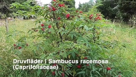 Thumbnail for Druvfläder | Sambucus racemosa