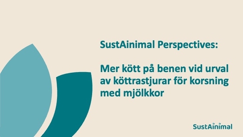 Thumbnail for SustAinimal Perspectives – Mer kött på benen vid urval av köttrastjurar för korsning med mjölkkor