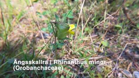 Thumbnail for Ängsskallra | Rhinanthus minor