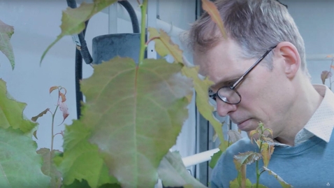 Thumbnail for Totte Niittylä - professor i växtfysiologi / Totte Niittylä - professor of plant physiology
