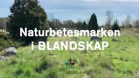 Thumbnail for BLANDSKAPs naturbetesförsök april 2025