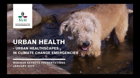 Thumbnail for Urban Health Webinar #3 + Climate Conversations: Urban Healthscapes in Climate Change Emergencies