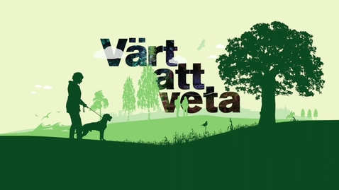 Thumbnail for Värt att veta - Minskar insekterna även i Sverige?