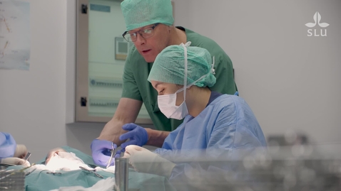 Thumbnail for Odd Höglund – professor i smådjurskirurgi / professor of small animal surgery