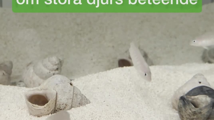 Thumbnail for channel Vilt fisk och miljö