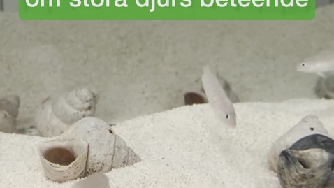 Thumbnail for Små fiskar kan lära oss om stora djurs beteende