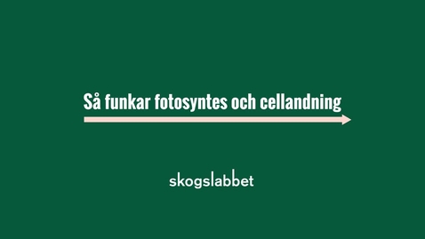 Thumbnail for Skogslabbet infografik: Fotosyntes och cellandning