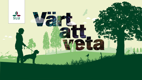 Thumbnail for Värt att veta: Vad är (skogs)företagens ansvar?