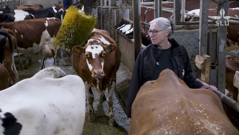 Thumbnail for Mikaela Lindberg – professor i idisslarnutrition / professor of ruminant nutrition