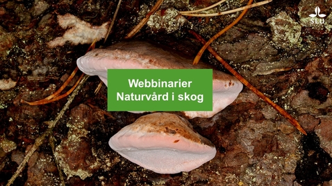 Thumbnail for Del 1: Thomas Ranius Naturvård och skogsbruk i ett förändrat klimat – hur kan vi skydda biologisk mångfald?