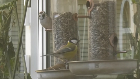 Thumbnail for SLU fågelmatning