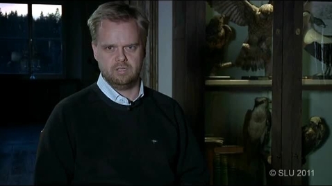 Thumbnail for Kunskap om systemet  Björnar, bär, myror - och älgar