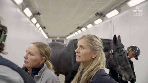 Thumbnail for Marie Rhodin – professor i husdjurens anatomi / professor of domestic animal anatomy