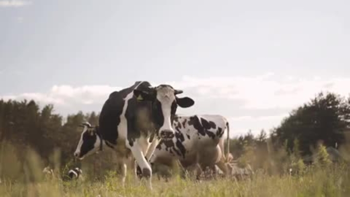 Thumbnail for channel SLU docentföreläsningar - SLU Docent Lectures