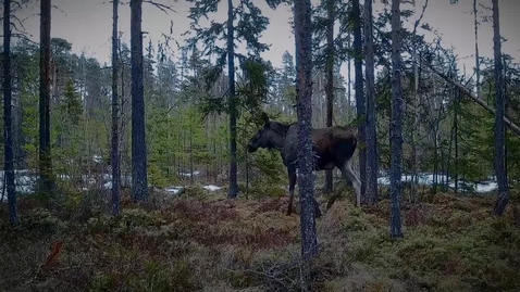 Thumbnail for AI avslöjar djurlivet i skogen - Fatta forskningen med Tim Hofmeester