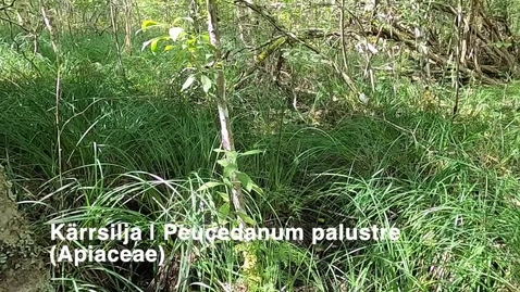 Thumbnail for Kärrsilja | Peucedanum palustre