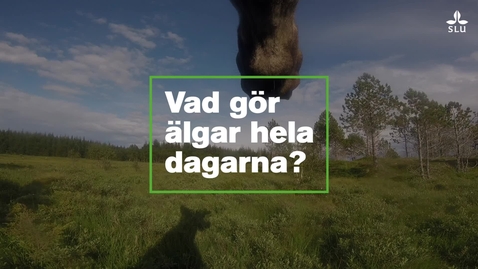 Thumbnail for Vad gör älgarna hela dagarna?