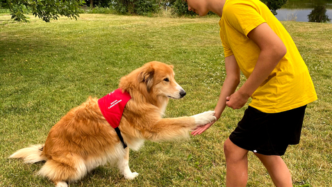 Thumbnail for Webbinarium: Sociala tjänstehundars välfärd