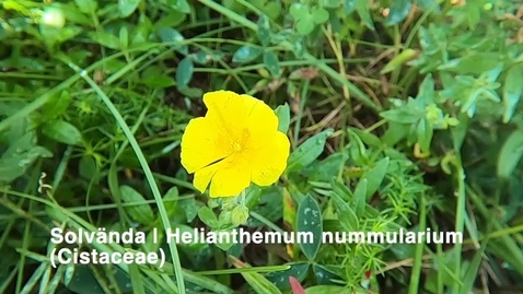 Thumbnail for Solvända | Helianthemum nummularium