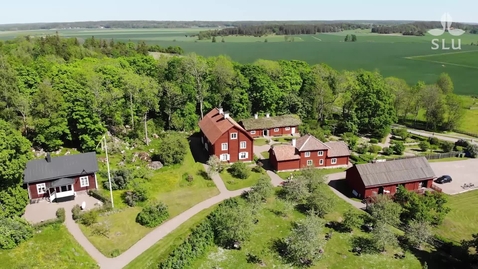 Thumbnail for Välkommen till Linne´s Hammarby