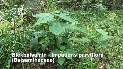 Thumbnail for Blekbalsamin | Impatiens parviflora