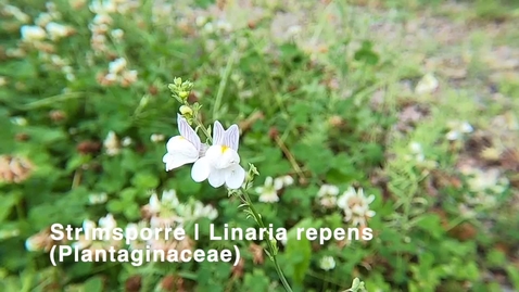 Thumbnail for Strimsporre | Linaria repens