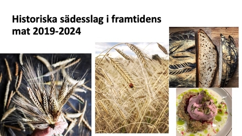 Thumbnail for Historiska sädesslag i framtidens mat – avslutningsseminarium