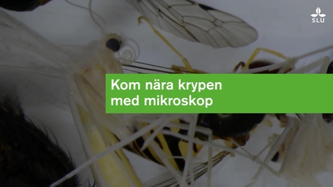 Thumbnail for Kom nära krypen  med mikroskop