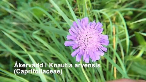 Thumbnail for Åkervädd | Knautia arvensis